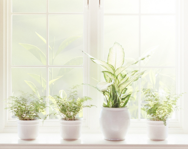 Flowers in a pot - air humidifier