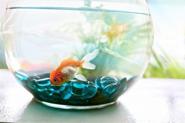Fish in the aquarium